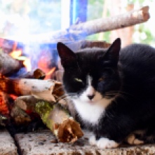 Moncho's cat warming up right next to the fire.